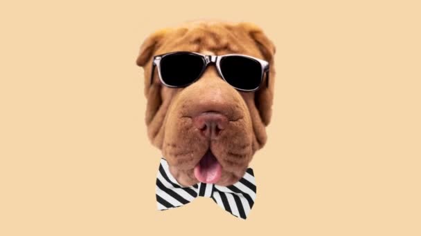 Shar Pei Hund mit dunkler Sonnenbrille — Stockvideo