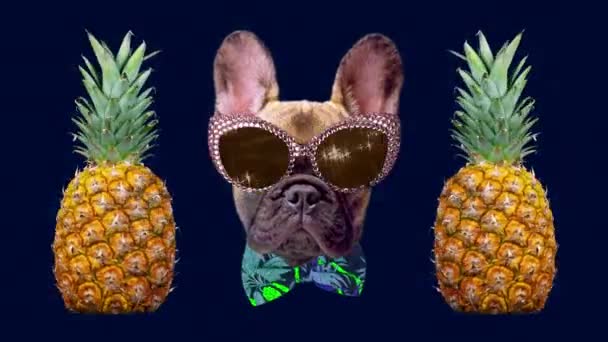 Güneş gözlüklü ve ananaslı yavru Fransız bulldog. — Stok video