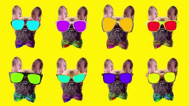 Puppy french bulldog dog with sunglasses — Stock Video