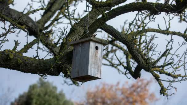 나뭇가지 위에서 새를 잡아먹는 동물 — 비디오