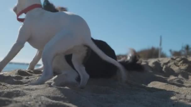 Twee schattige honden spelen op het strand — Stockvideo