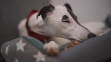 Gündüz yatağında sevimli bir köpek yavrusu.