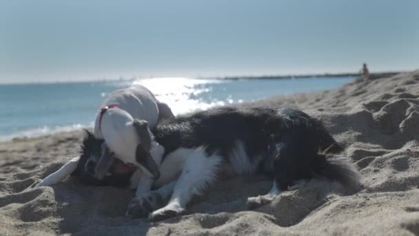 Két aranyos kutya játszik a strandon — Stock videók