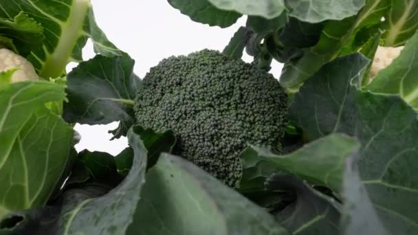 Ekologisk broccoli och blomkål på vitt — Stockvideo