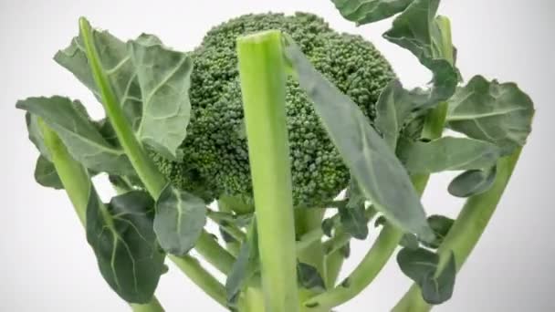 Organiczne brokuły przędzenia na białym — Wideo stockowe