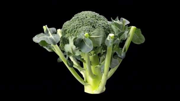 Ekologisk broccoli spinning på svart — Stockvideo