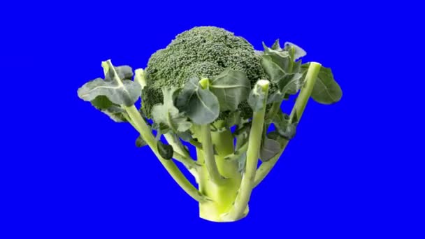Organiczne brokuły przędzenia na niebieskim ekranie — Wideo stockowe