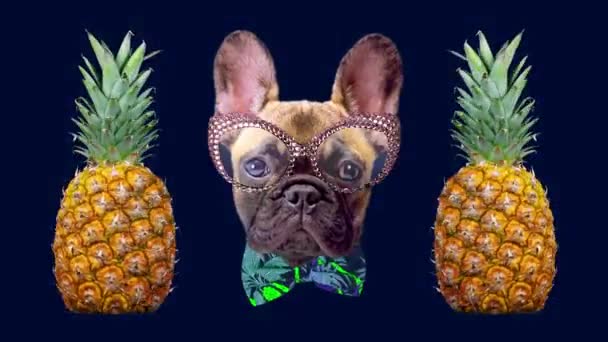 Puppy french bulldog dog with glasses and pineapples — Stock Video
