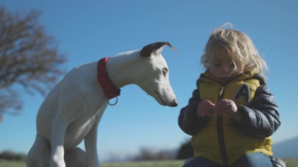 Мила дівчина і домашня тварина віппет цуценя в полі — стокове відео
