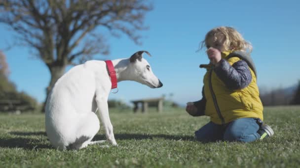 Милая девушка и щенок Уиппет в поле — стоковое видео
