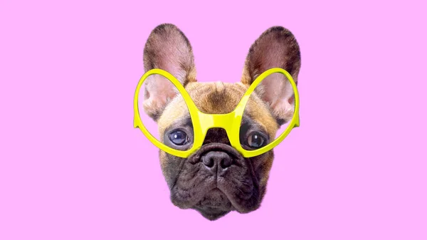 Welpe Französische Bulldogge mit Brille — Stockfoto