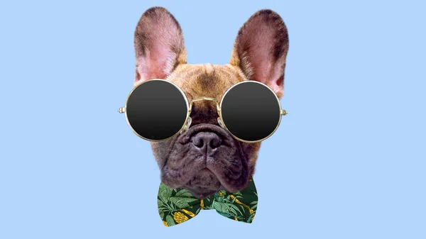 Puppy γαλλικό μπουλντόγκ με γυαλιά ηλίου — Φωτογραφία Αρχείου