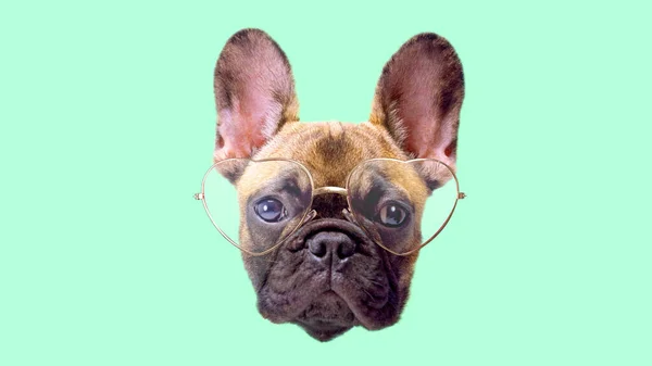 Puppy french bulldog dog with glasses — Stock Photo, Image