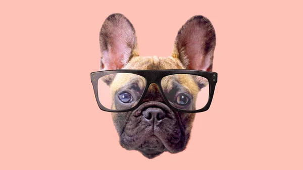 Valp fransk bulldog med glasögon — Stockfoto