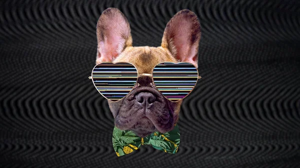 Cucciolo bulldog francese con occhiali da sole — Foto Stock