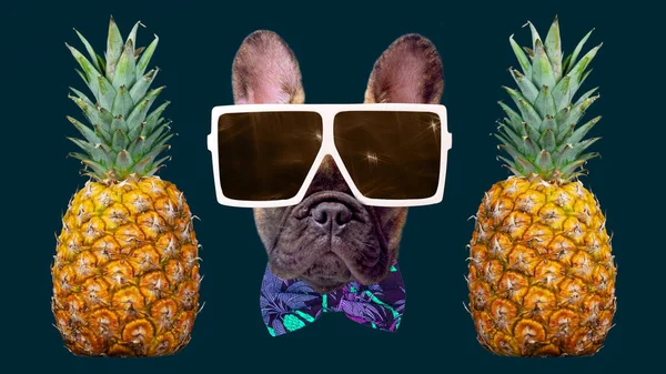 Valp fransk bulldog med solglasögon och ananas — Stockfoto