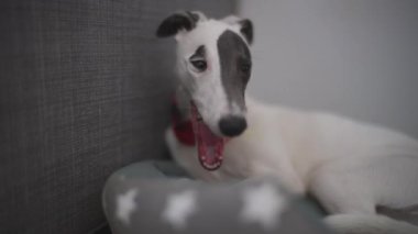 Yatağında sevimli bir köpek var.