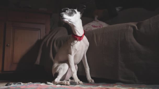 Cute pies przez kanapę — Wideo stockowe