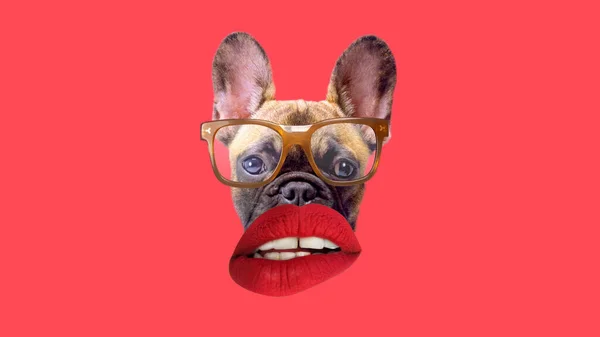 Valp fransk bulldog med glasögon och röda läppar — Stockfoto