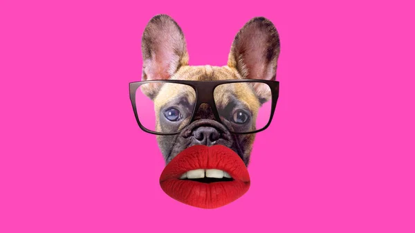 Щенок французский бульдог в очках и красных губах — стоковое фото