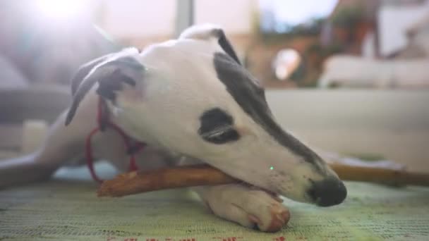 Słodkie zwierzę whippet szczeniak wewnątrz — Wideo stockowe