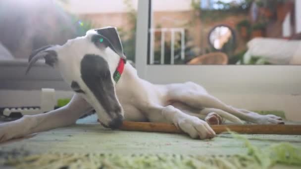 Cute pet whippet puppy indoors — 图库视频影像