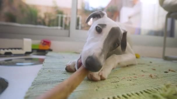 Lindo mascota whippet cachorro en interiores — Vídeos de Stock