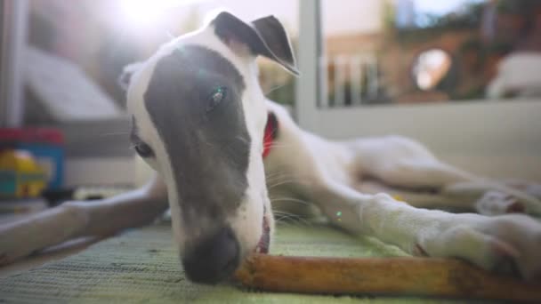 Roztomilý mazlíček whippet štěně uvnitř — Stock video