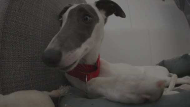 Симпатичный щенок для домашнего питомца — стоковое видео
