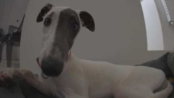 Lindo mascota whippet cachorro en interiores — Vídeos de Stock