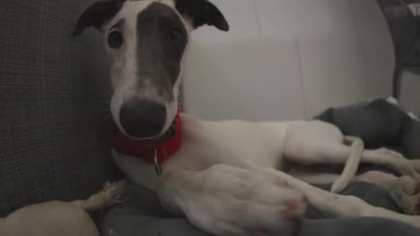 Lindo mascota whippet cachorro en interiores — Vídeos de Stock