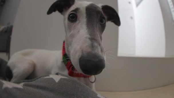 Mignon chiot whippet animal de compagnie à l'intérieur — Video