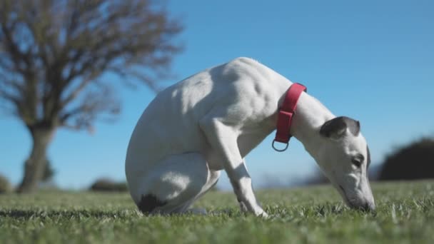 Söt sällskapsdjur piskan på ett gräsplan — Stockvideo