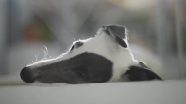 Kırbaç köpek yavrusu evde dinleniyor.