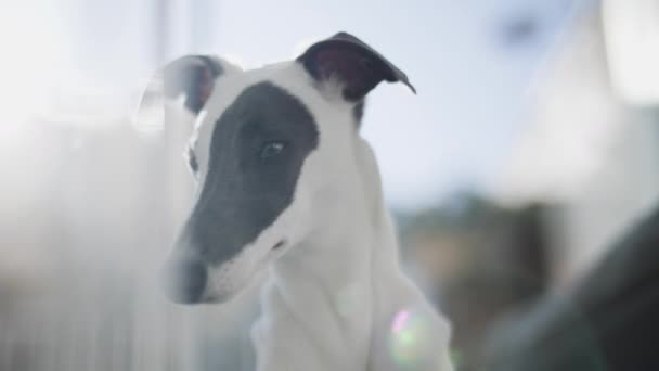 Whippet puppy hond ontspannen binnen — Stockvideo