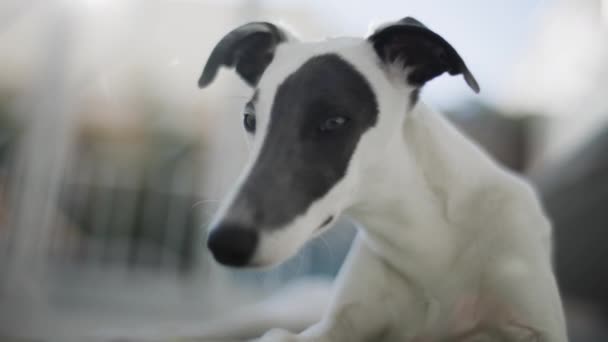 Уиппет щенок расслабляется в помещении — стоковое видео