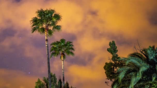 Nacht sterren in oase palmen — Stockvideo