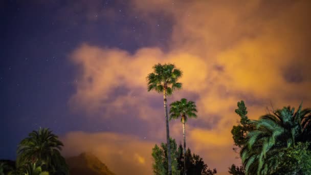 Звезды ночного времени в оазисных пальмах — стоковое видео