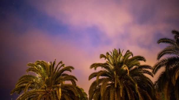 Gwiazdy nocy w oazie palmy — Wideo stockowe