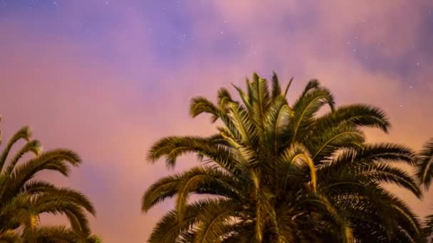 Gwiazdy nocy w oazie palmy — Wideo stockowe