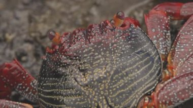 Kayalıklardaki kırmızı yengeçleri kapatın.