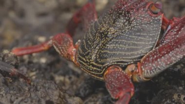 Kayalıklardaki kırmızı yengeçleri kapatın.