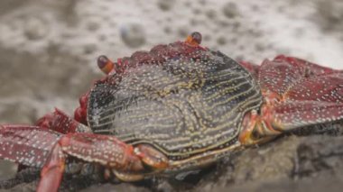 Kayalıklardaki kırmızı yengeçleri kapatın.