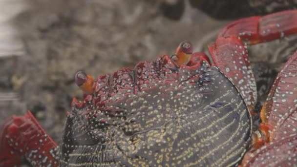 Närbild av röda krabbor på stenar — Stockvideo