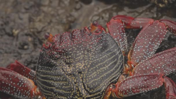 Primer plano de cangrejos rojos sobre rocas — Vídeos de Stock