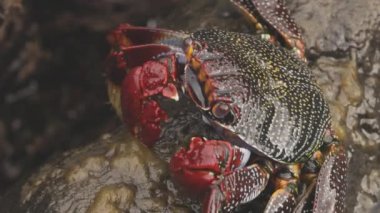 Kayalıklardaki kırmızı yengeçleri kapatın.