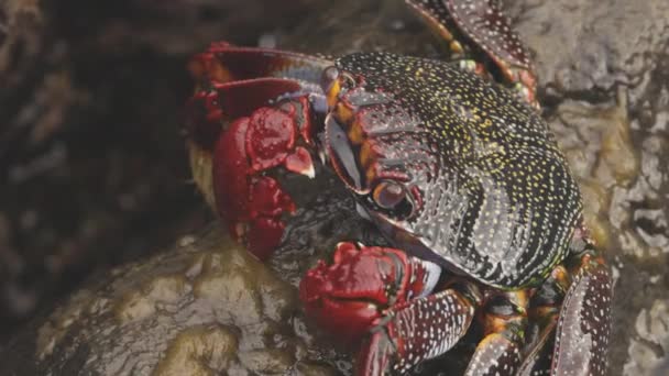 Închiderea crabilor roșii pe pietre — Videoclip de stoc