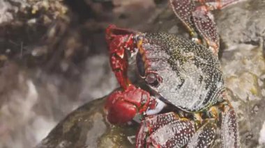 Kayalıklardaki kırmızı yengeçleri kapatın.