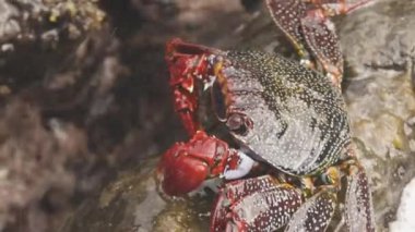 Kayalıklardaki kırmızı yengeçleri kapatın.