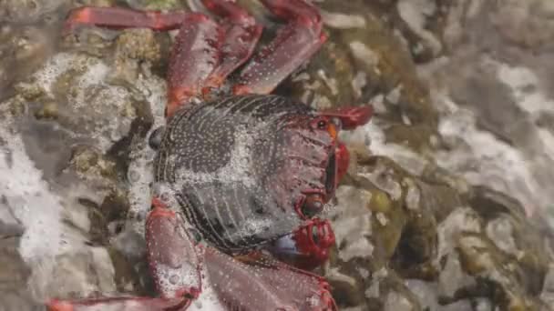 Close up of red crabs on rocks — Stock Video